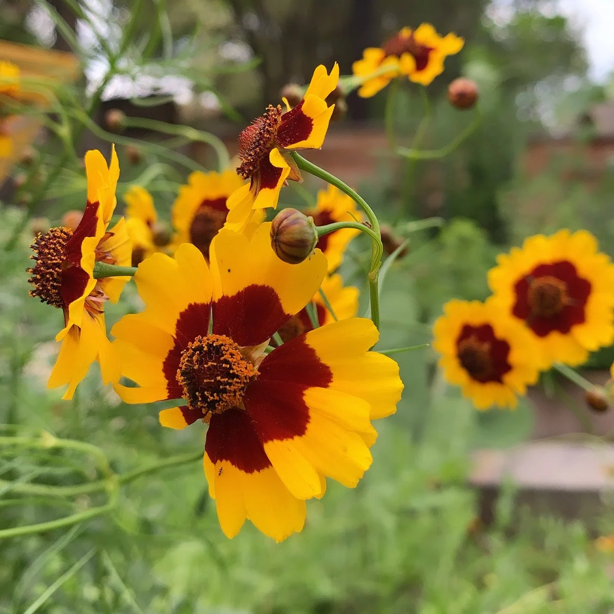 Texas Forever Wildflower Mix — Joy Max Jardín
